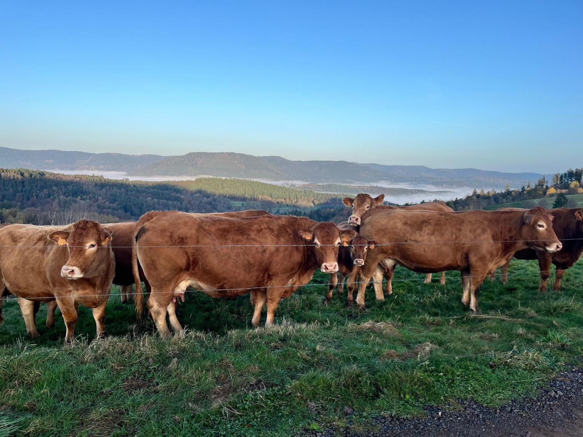 Gite De Montagne -Bellefosse Alsace Ngoại thất bức ảnh